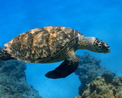 Turtle swimming underwater
