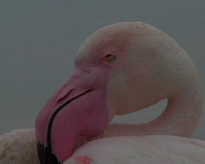 Webster-Piebe exhibit